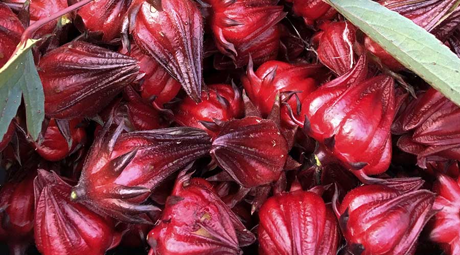Are Hibiscus Plants Edible
