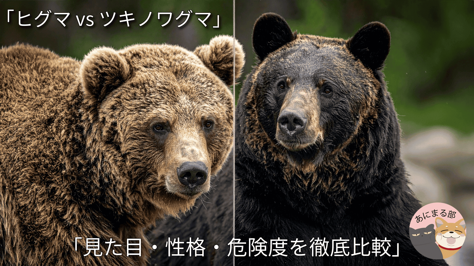 ヒグマとツキノワグマの違い徹底解説！危険度・体格と遭遇時の正しい行動