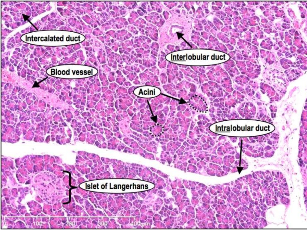 Label the Micrograph of a Section of the Pancreas