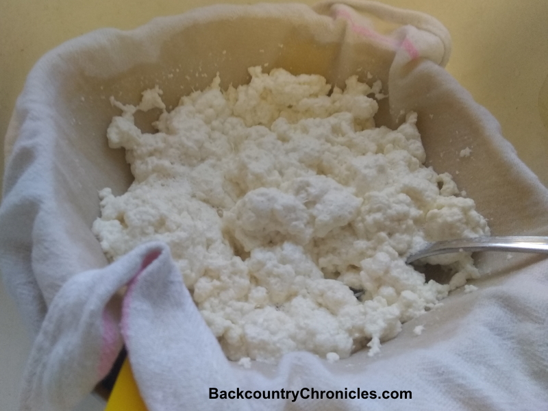 Is Cottage Cheese Made from Spoiled Milk