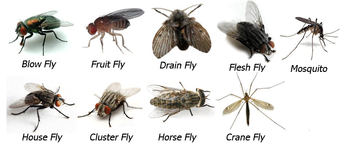 Why Are There So Many Fruit Flies in My House