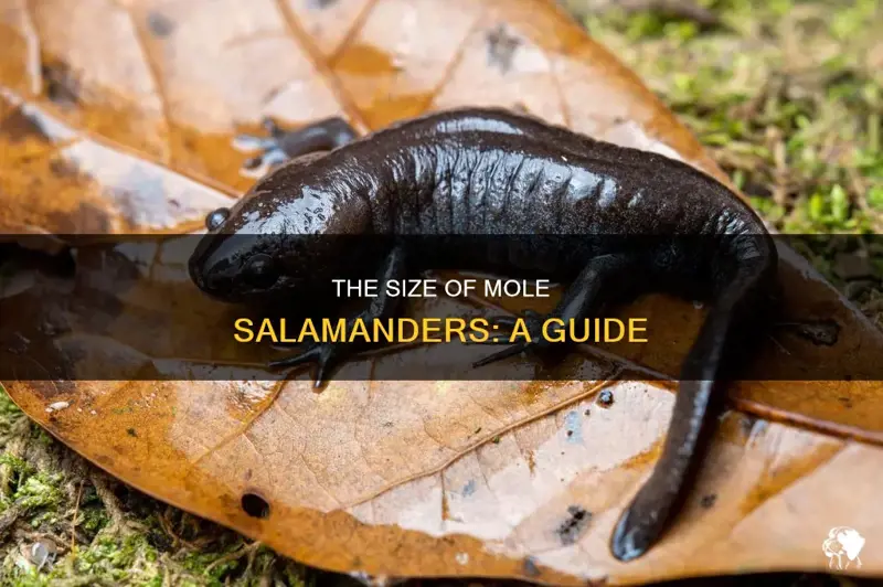 How Big Do Salamanders Get