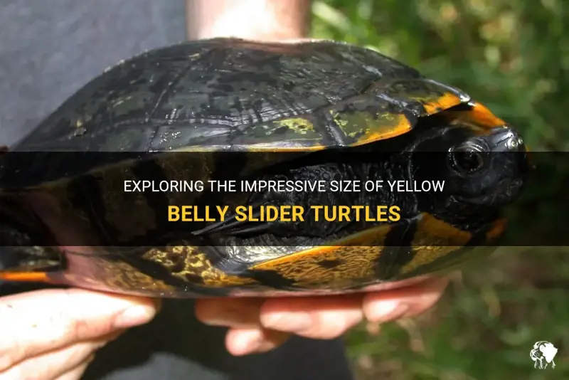 Yellow Bellied Turtle Size