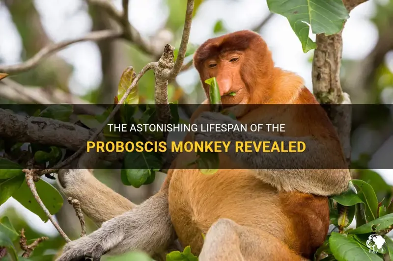 Proboscis Monkey Lifespan