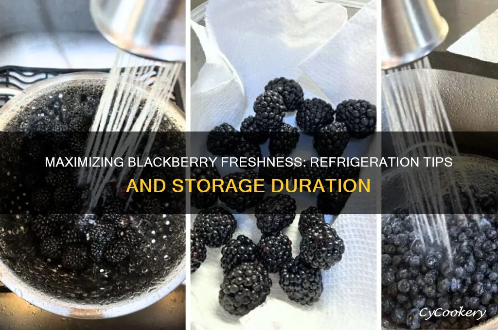 How Long Are Blackberries Good in the Fridge