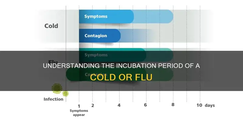 How Long Does It Take Flu to Incubate