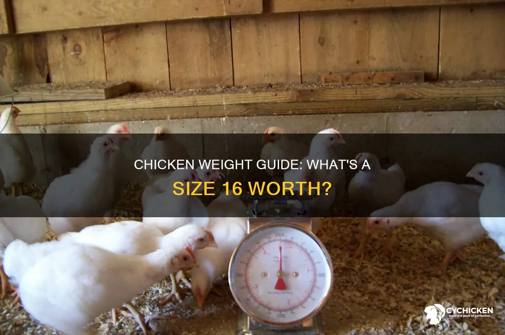 How Much Does Chicken Weigh