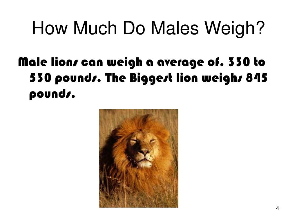 How Much Does the Average Male Lion Weigh