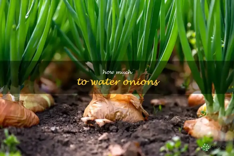 How Much Water Do Onions Need