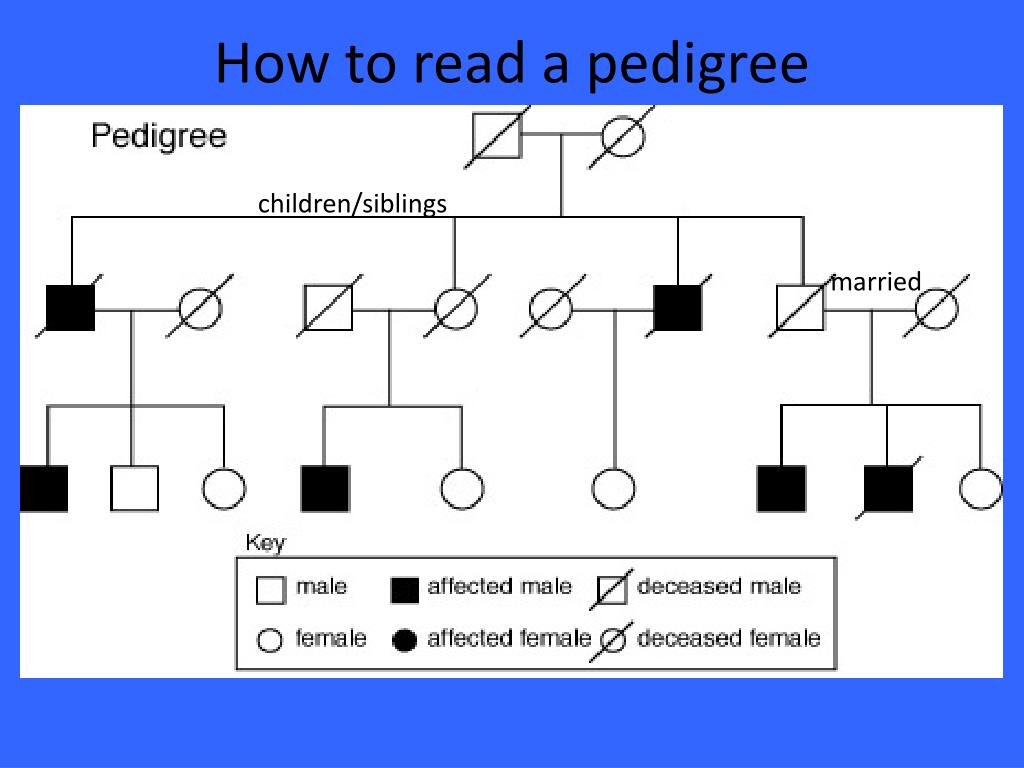 How to Interpret a Pedigree
