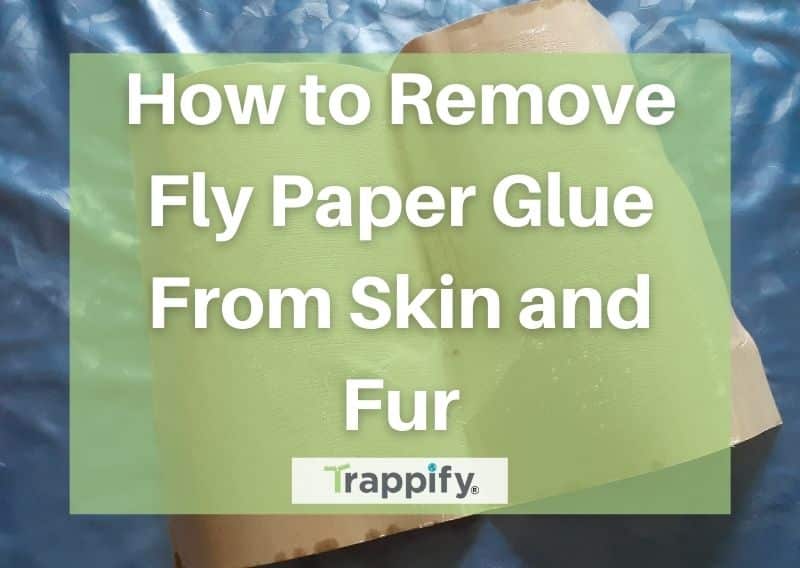 How to Get Fly Trap Glue off Skin