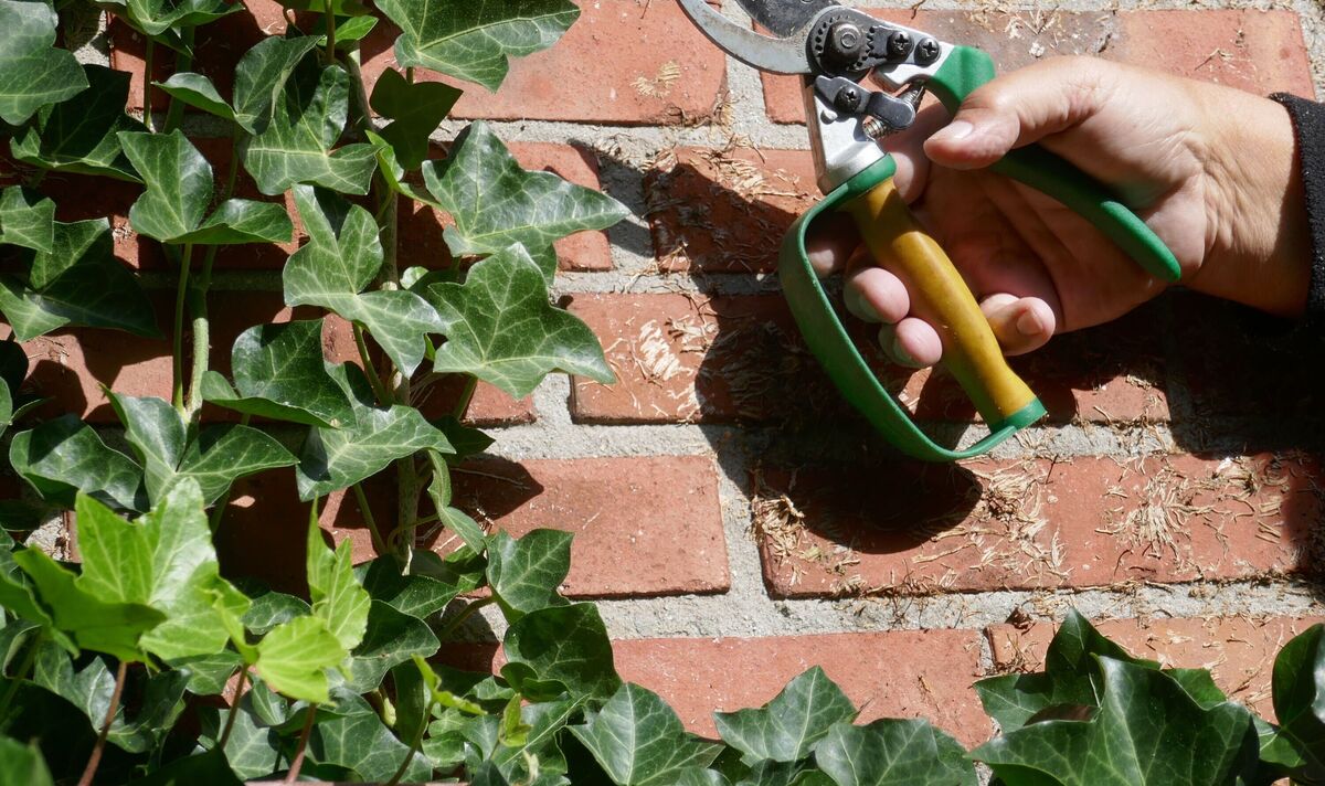 How to Get Rid of Ivy Plant