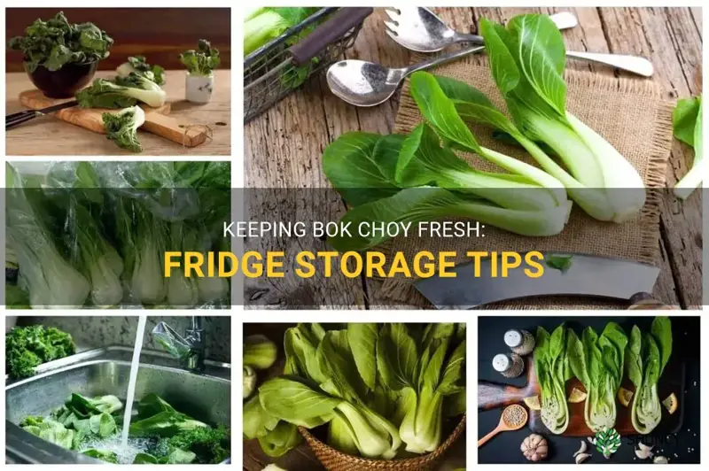 How Long Is Bok Choy Good for in Fridge