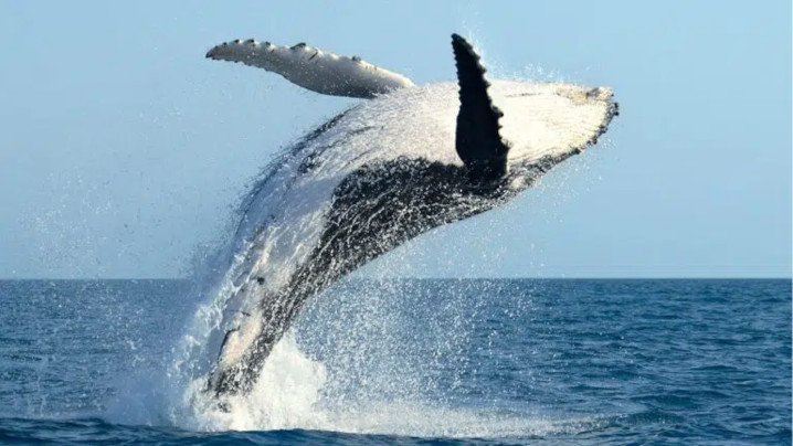 Why Do Whales Jump out the Water