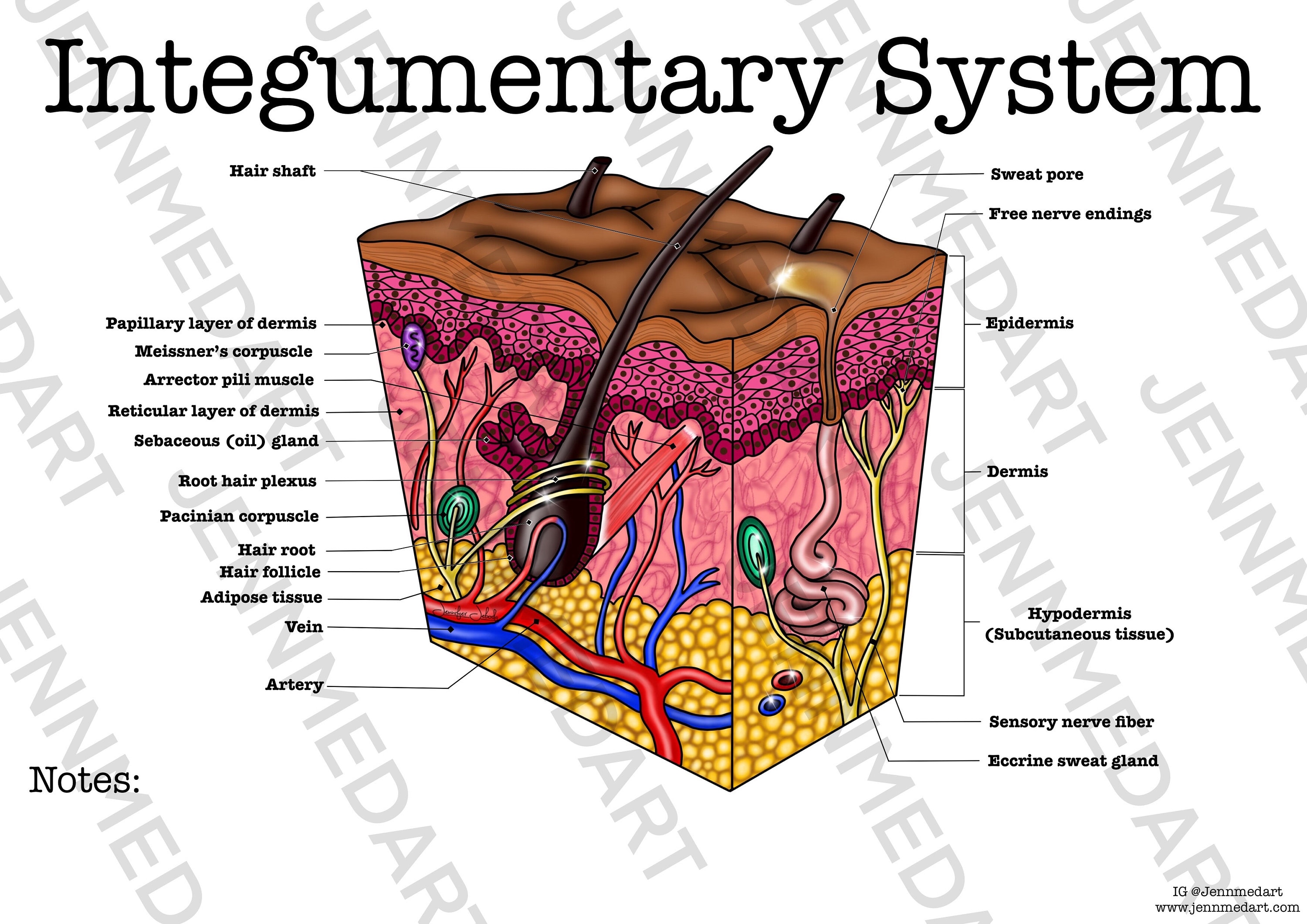 Anatomy and Physiology Integumentary System Worksheet