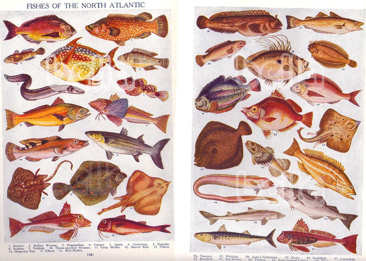 Fish of North Atlantic