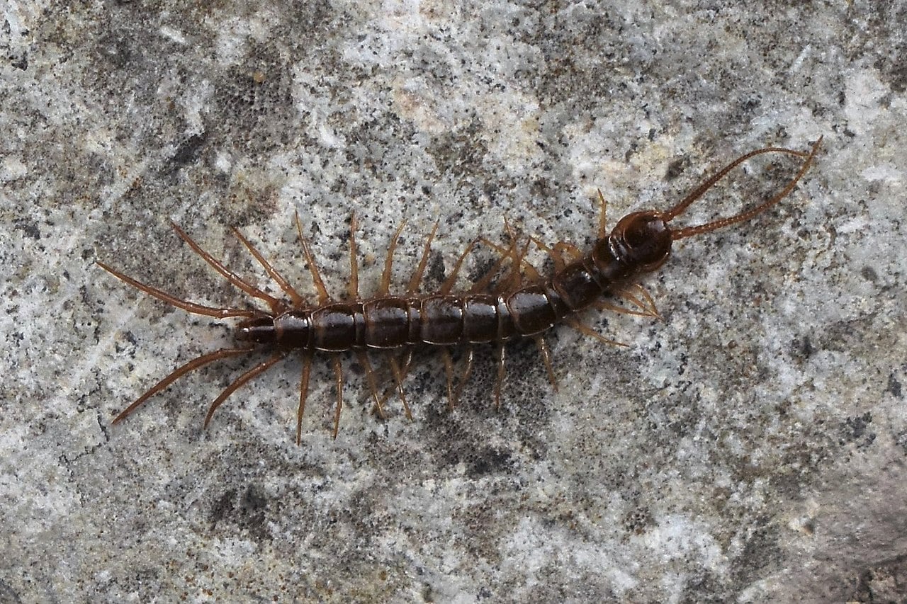 Black Long Bugs in House
