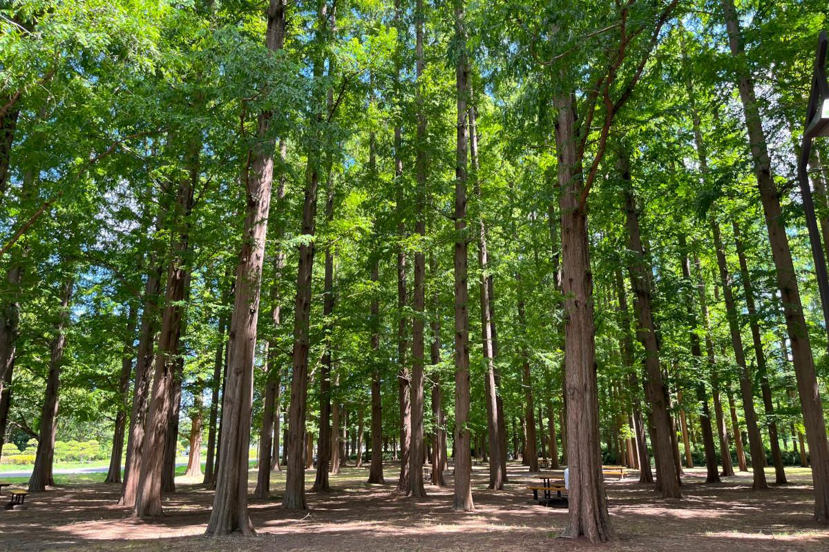 異世界の絶景！メタセコイアの森の見頃時期と全国名所・混雑最新解説