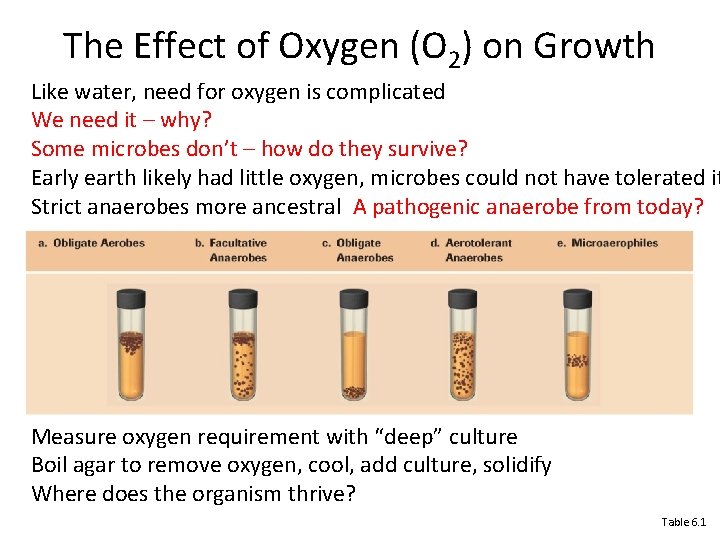 Can Bacteria Grow in Distilled Water