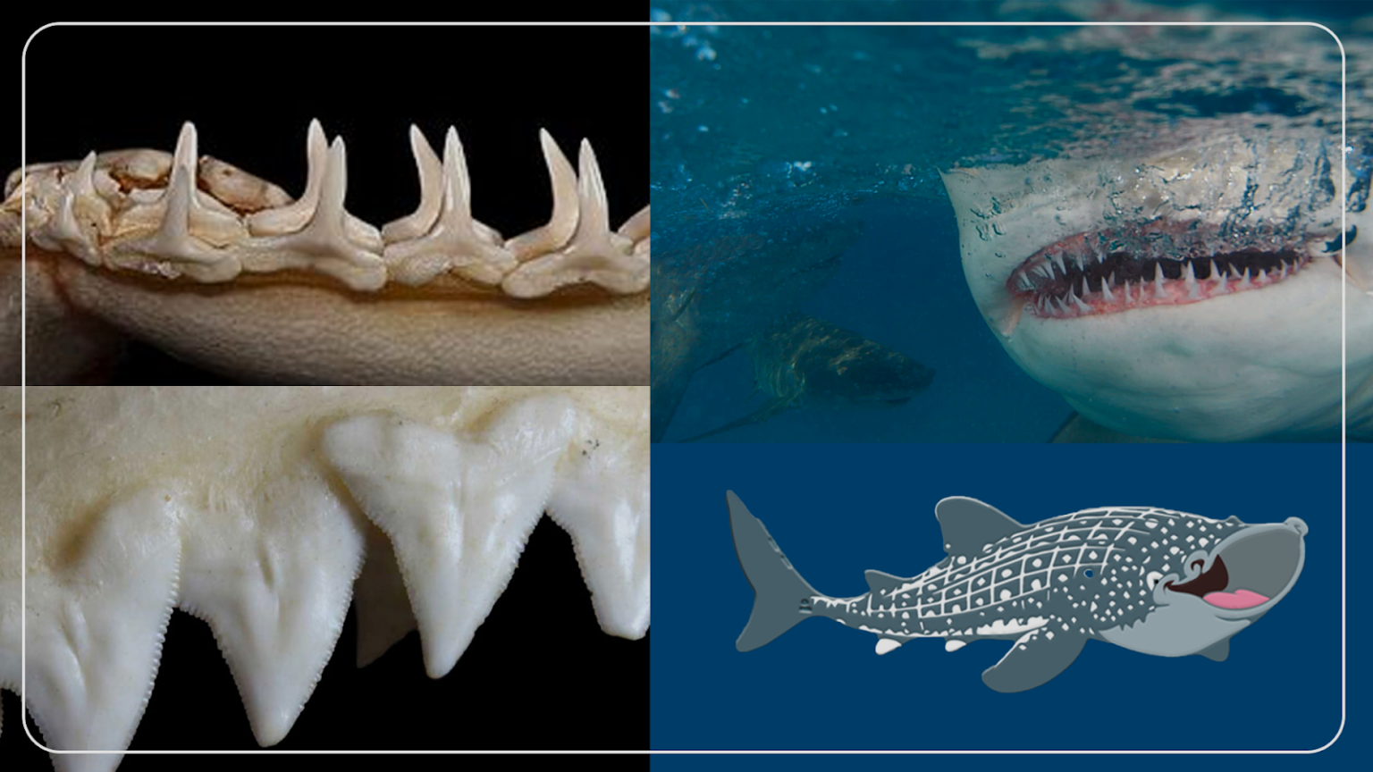 How Many Teeth Does a Shark Lose in Its Lifetime