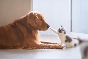 【噂】 動物 に 好 かれる 人 最新画像・動画まとめ #834