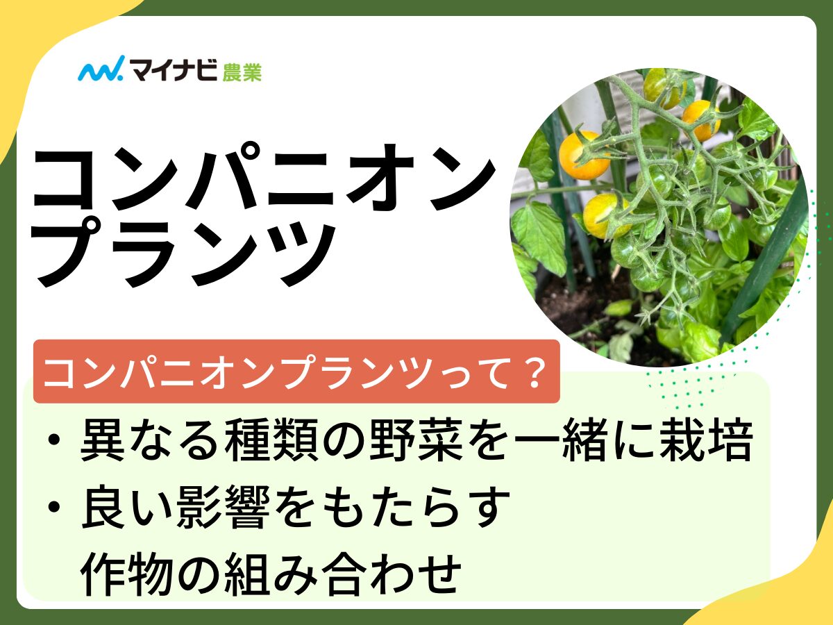 プロ直伝！美味しいメロンの見分け方と失敗しない食べ頃の秘密