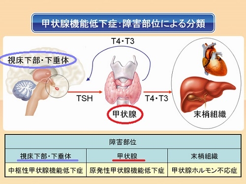 努力が実らない人へ。甲状腺の代謝低下を打破する医学的減量術