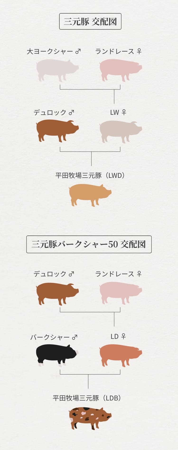 三元豚とは高級銘柄ではない？交配の真実とプロが教える肉の選び方