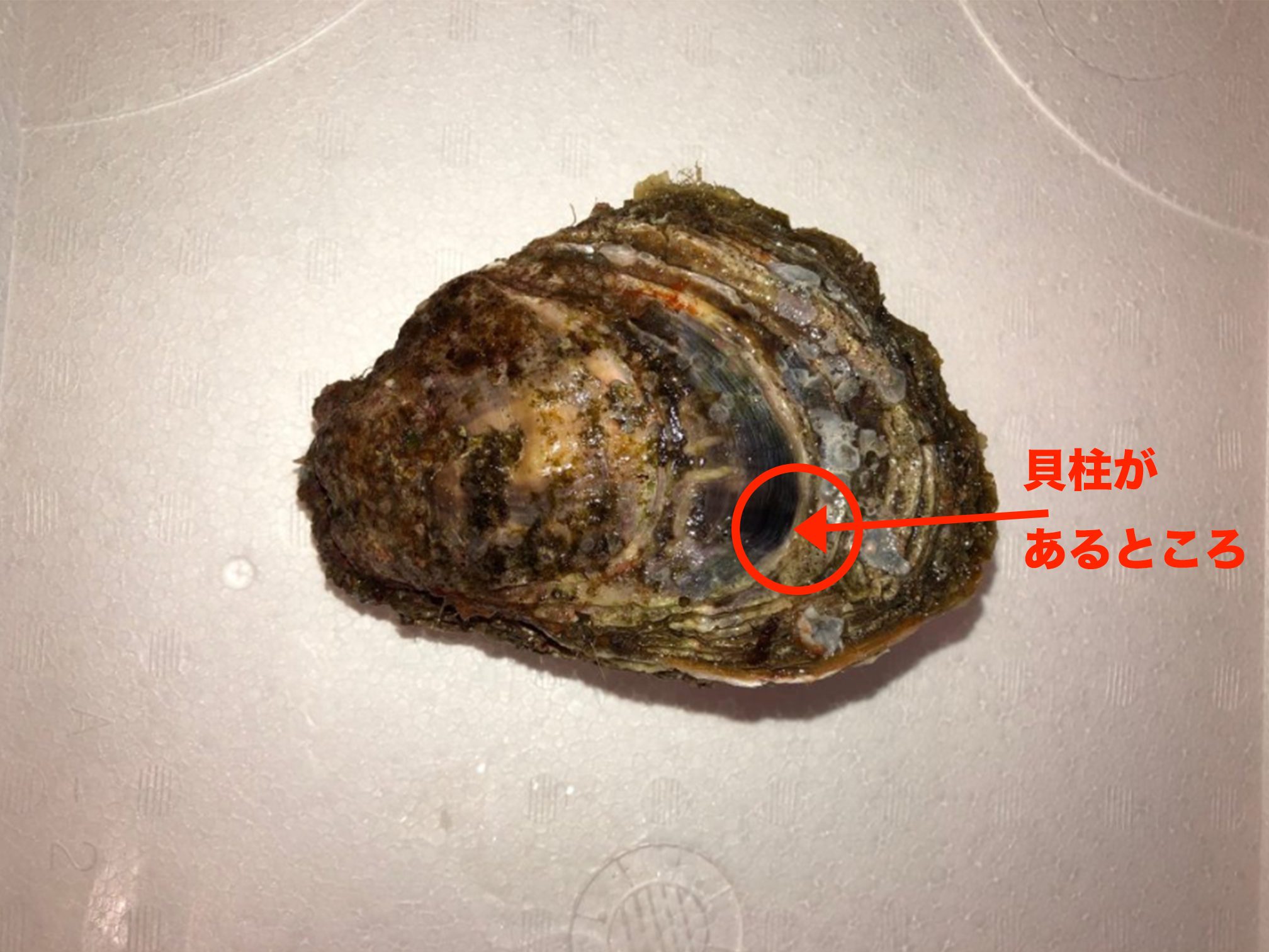 【プロ直伝】岩牡蠣の開け方！包丁や電子レンジで安全に剥く裏ワザ