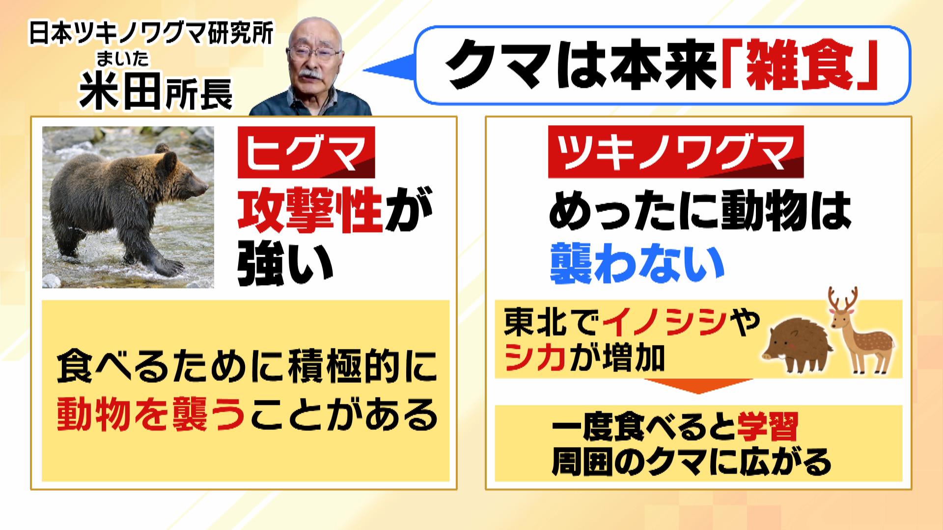 熊は人を食べるのか？相次ぐ人身被害の深層と遭遇時の生存ルール