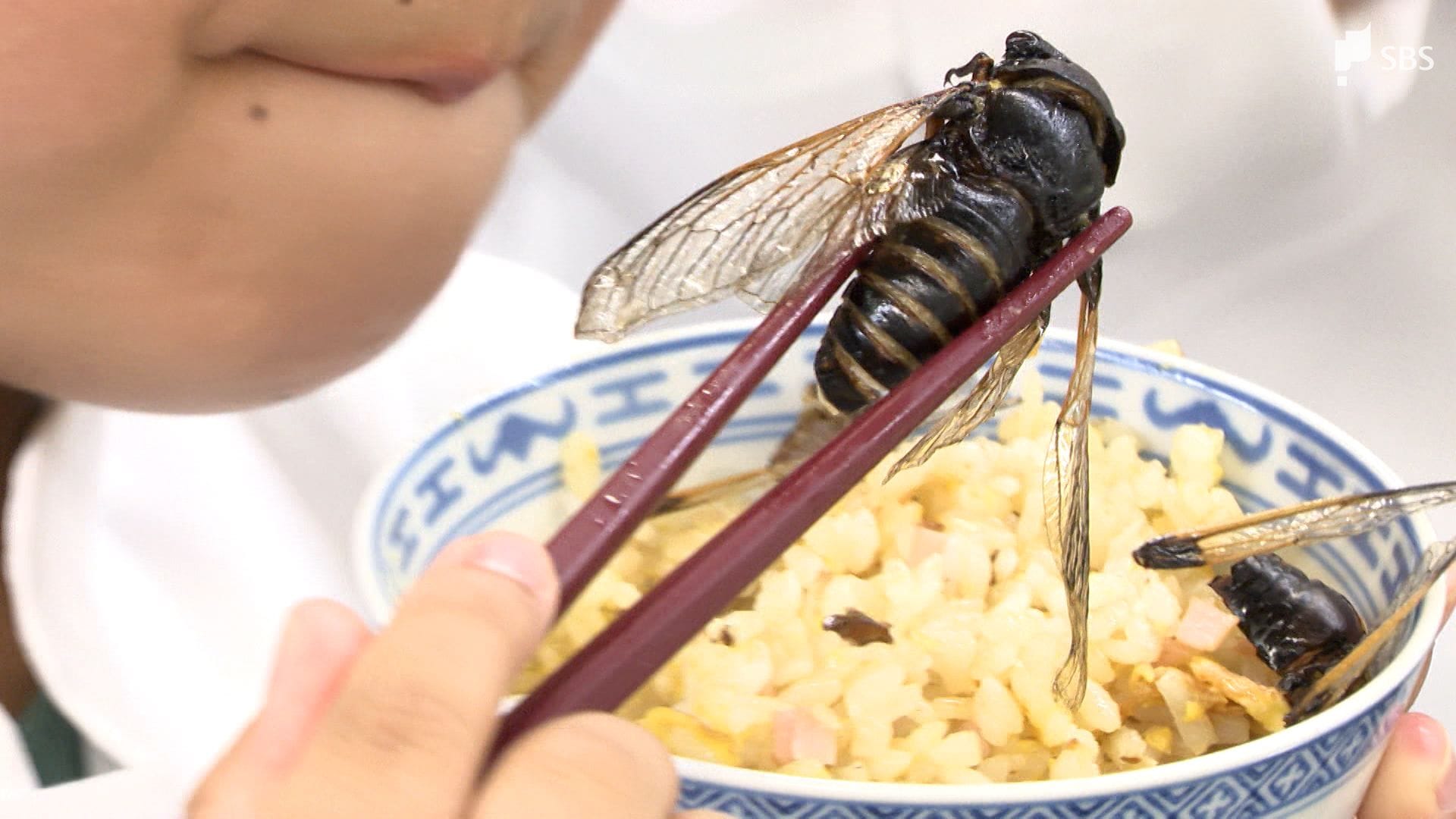 セミの幼虫は本当に美味？エビ風味の真相と安全な下処理・注意点
