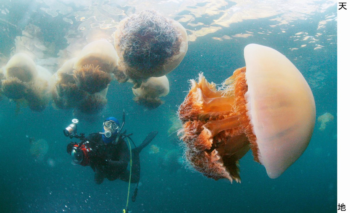 クラゲ大量発生の真相｜海水温上昇の危機と刺された時の正しい対処法