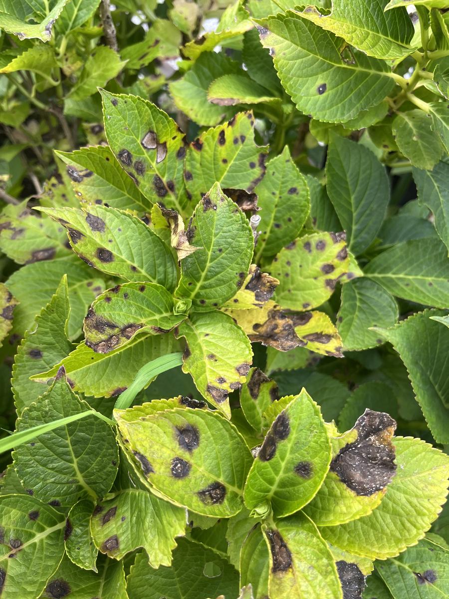 紫陽花の葉に黒い斑点が出る原因は？病気の見分け方と枯らさない復活術