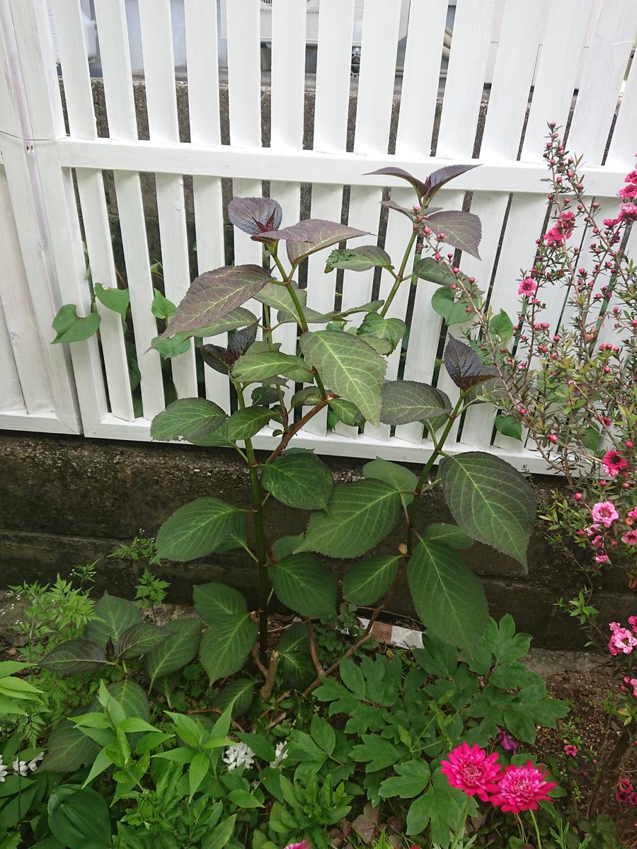 紫陽花の花が咲かない原因とは？葉ばかり茂る理由と来年咲かせる復活法