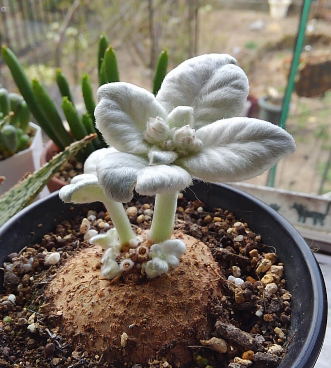断崖の女王の育て方完全ガイド｜枯らす原因と冬越し・植え替えの極意