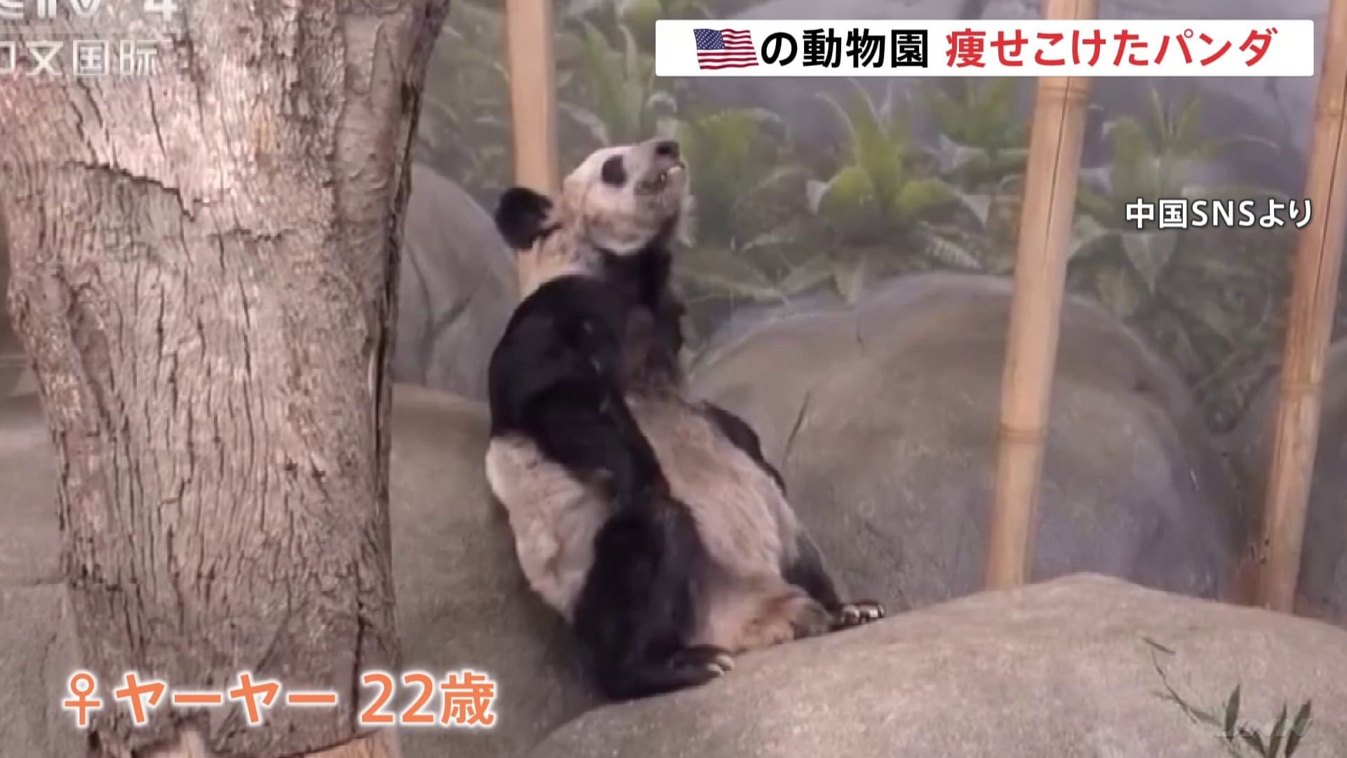 アメリカのパンダ返還の真相と2026年最新の飼育状況を徹底解説