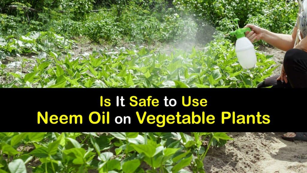 Is Neem Oil Safe for Vegetables