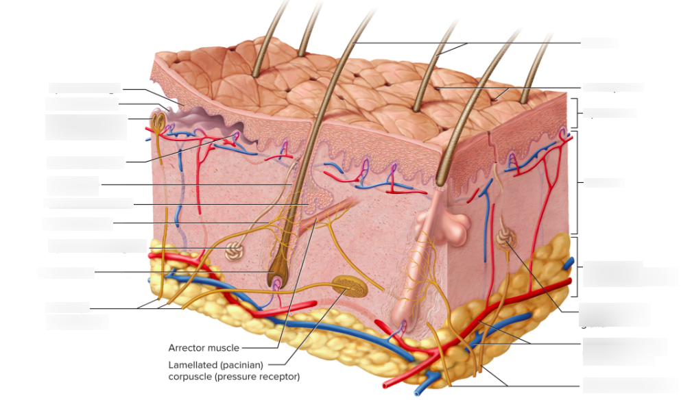Label the Structures of the Skin and Subcutaneous Tissues