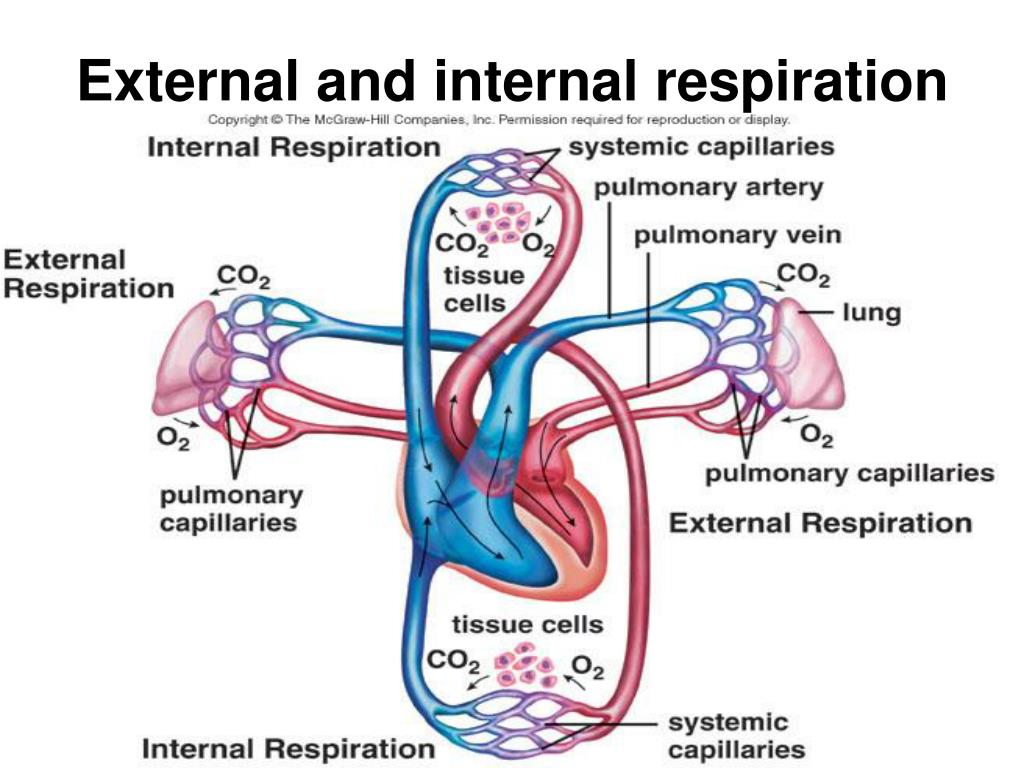 What Is the Difference Between Internal and External Respiration