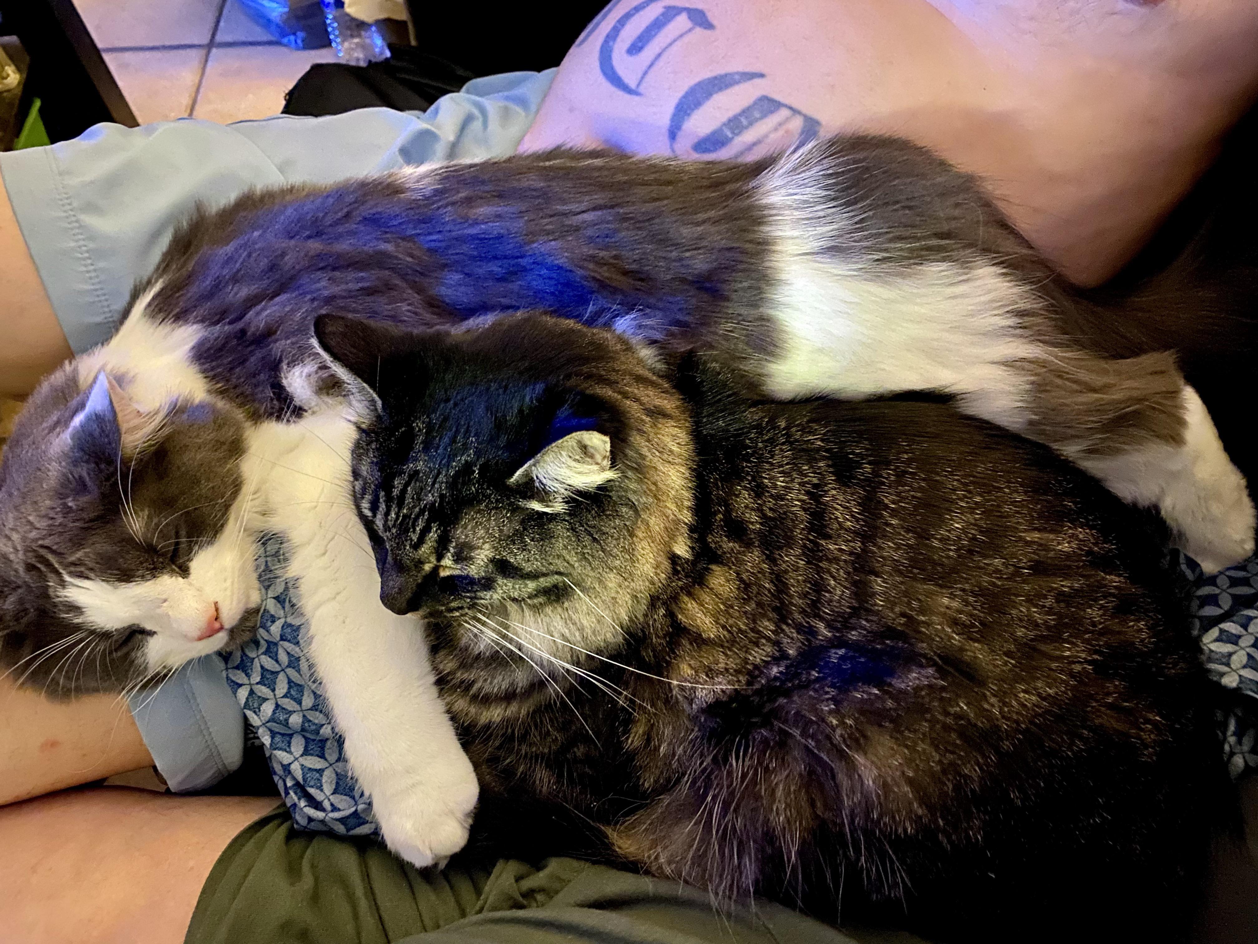When Is My Cat Sissy Coming Back