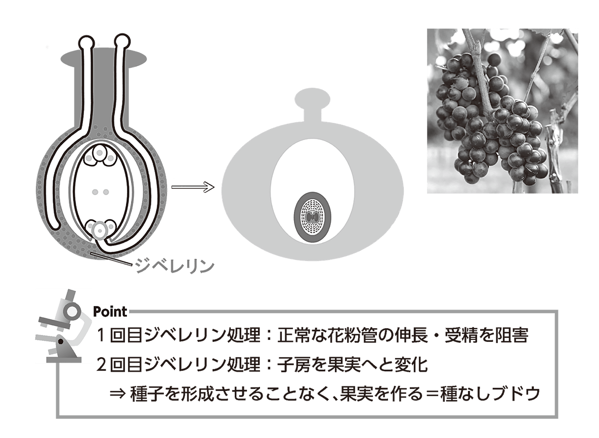 種無しぶどうの作り方と仕組み｜ジベレリン処理の適期と失敗を防ぐ極意