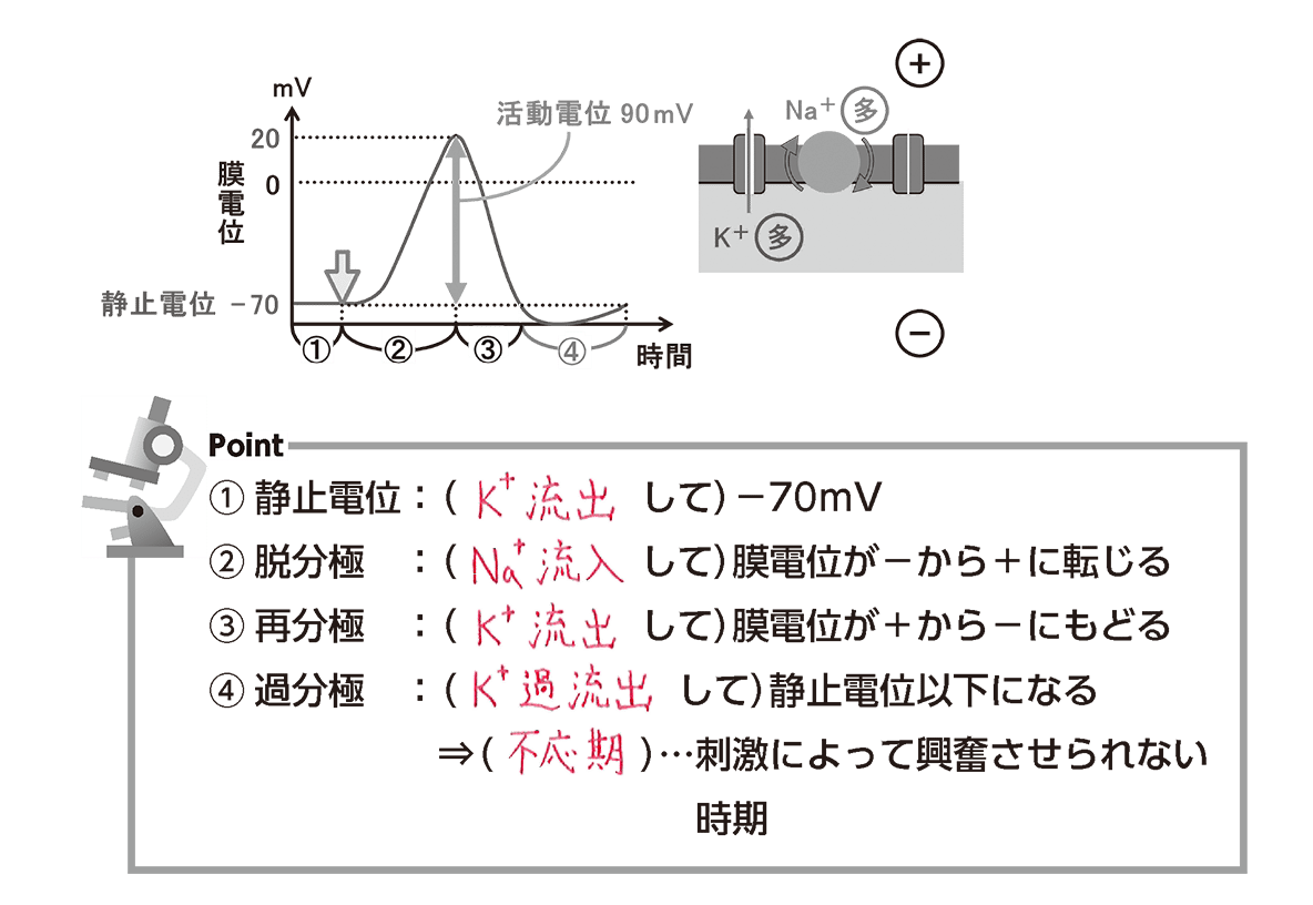 脱分極とは？神経と心電図の興奮メカニズムや再分極との違いを解説