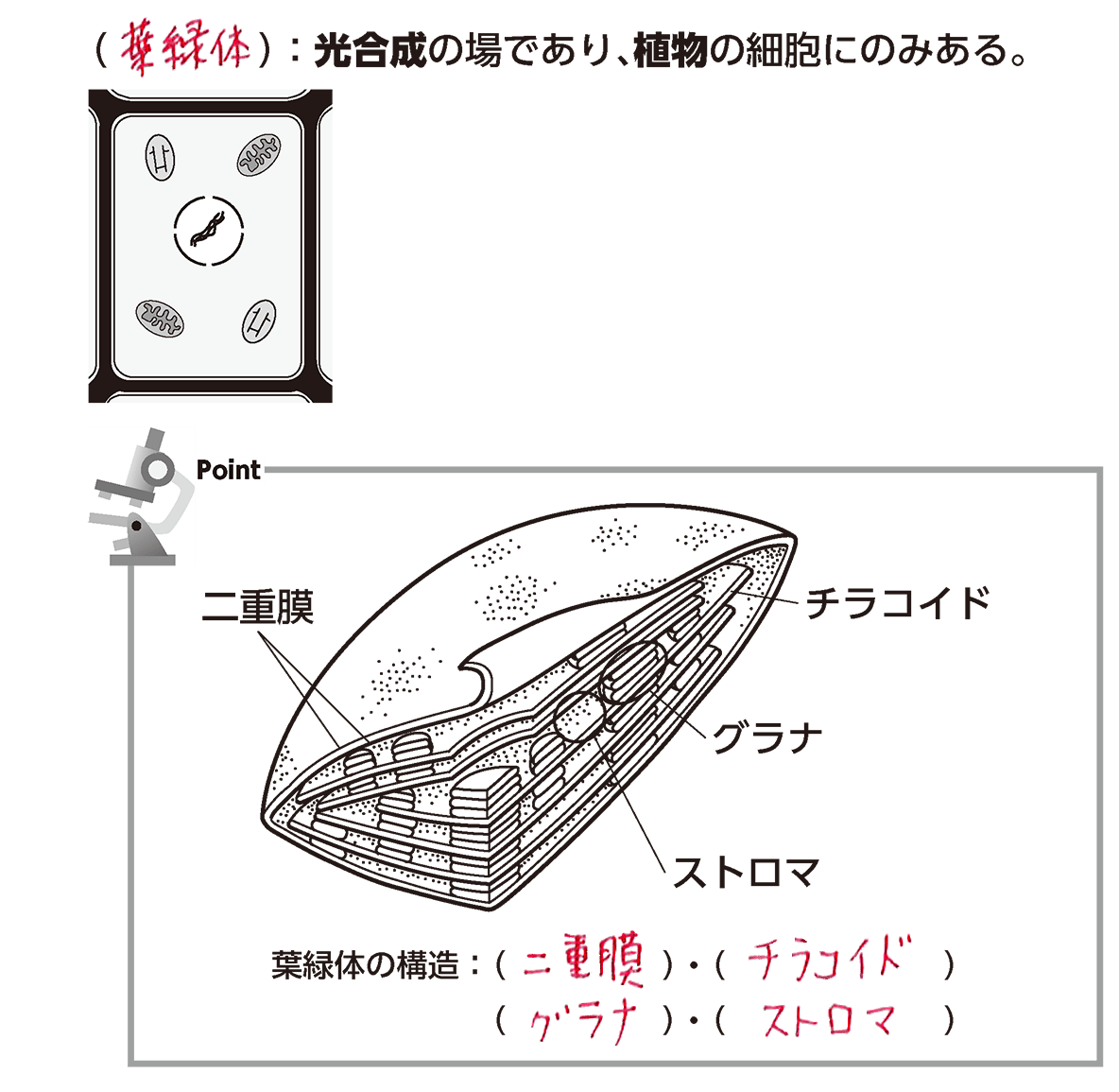 葉緑体とは？光合成の驚異とミトコンドリアとの違い・共生の真相