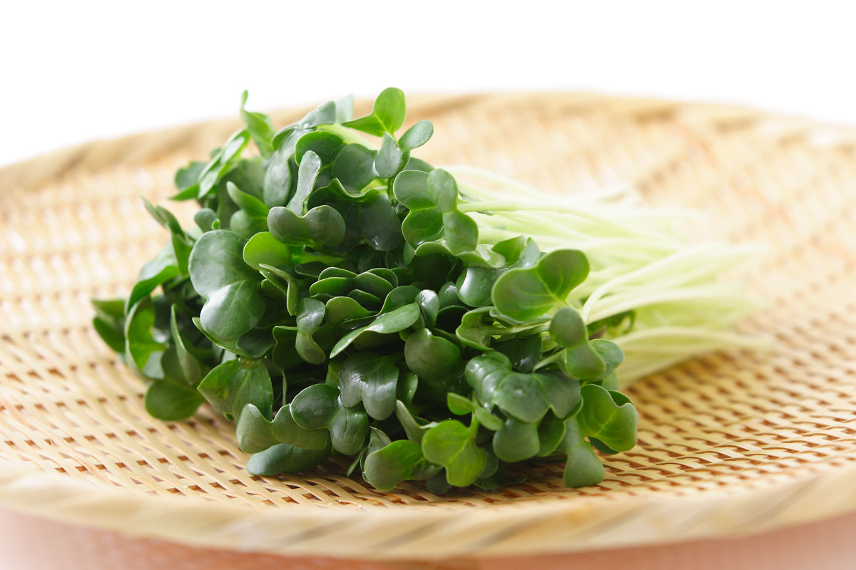 かいわれ大根と豆苗の違いとは？栄養価と再収穫の可否を徹底検証