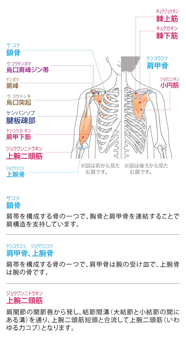 肩関節の筋肉図解｜深層筋の仕組みと痛みの原因・2026最新ケア法