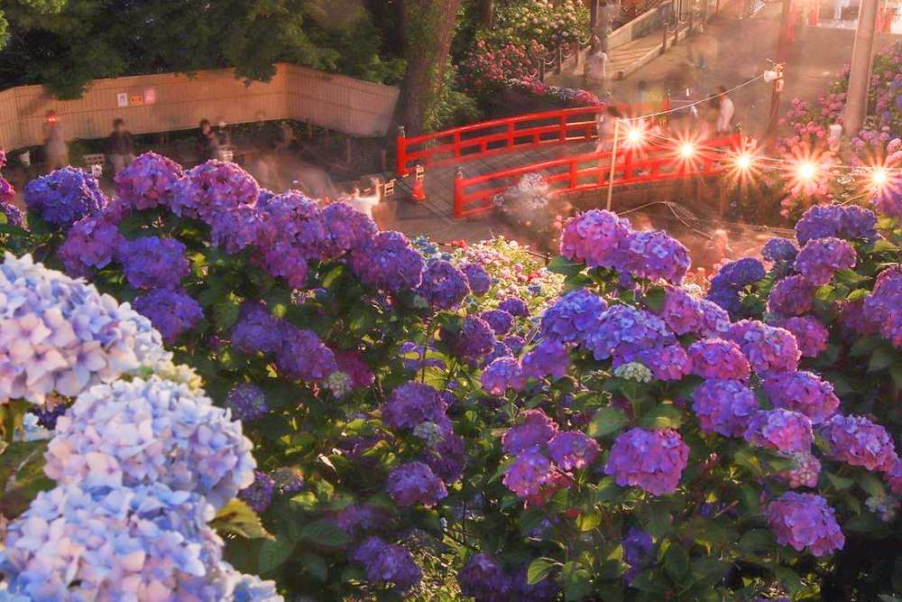 5万株が彩る形原温泉あじさいの里！夜間ライトアップと混雑回避術
