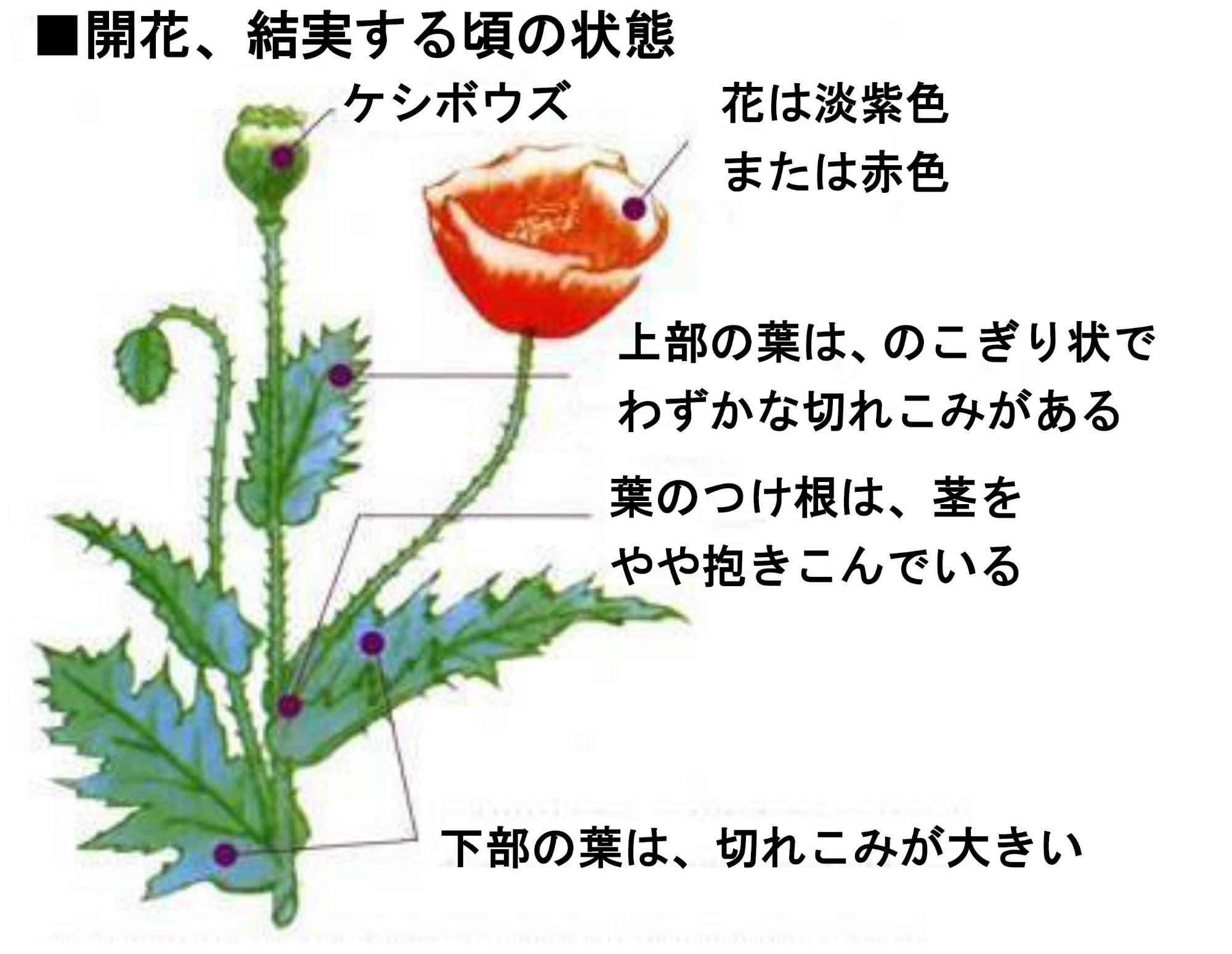 庭に咲くケシの花は安全？ポピーとの見分け方と自生時の通報手順