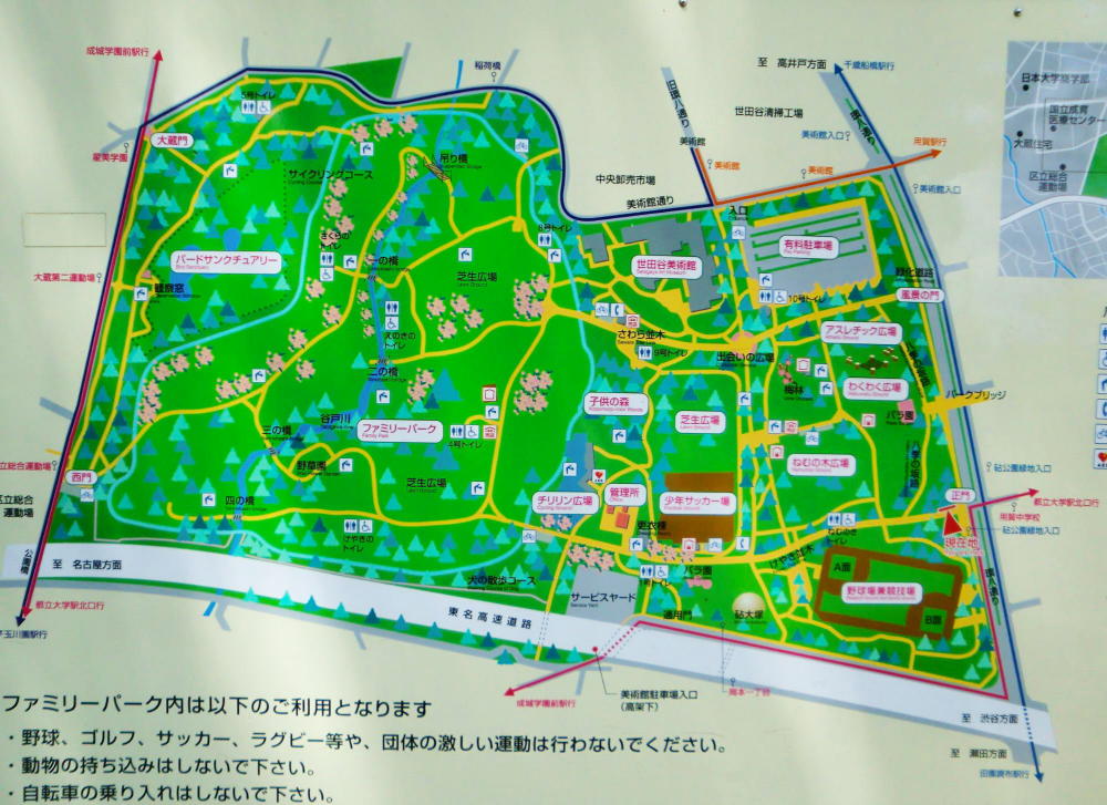 世田谷・砧公園完全ガイド！混雑回避の裏ワザと2026年の最新魅力