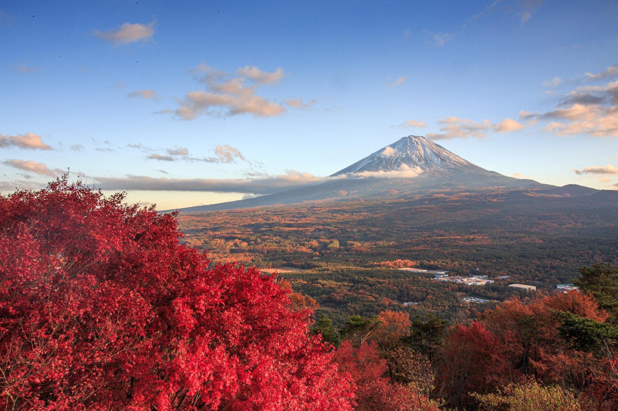富士山麓の鳴沢村が注目される理由｜観光名所から移住の罠まで現地徹底検証