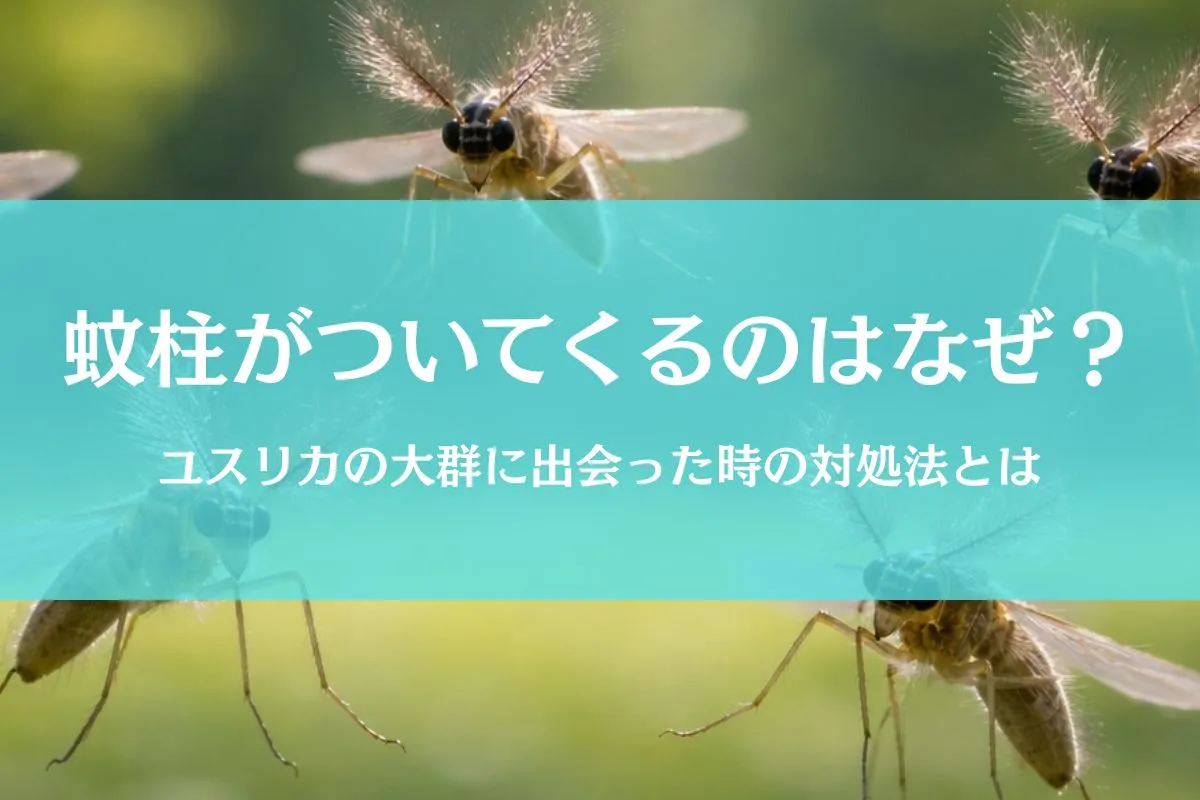 頭上に蚊柱がついてくる理由とは？ユスリカの正体と撃退法を徹底解説